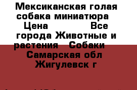 Мексиканская голая собака миниатюра › Цена ­ 53 000 - Все города Животные и растения » Собаки   . Самарская обл.,Жигулевск г.